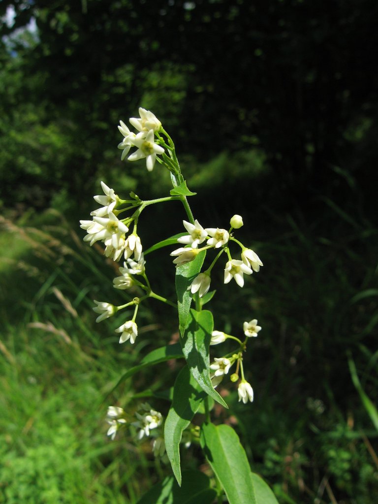 Vincetoxicum hirundinaria